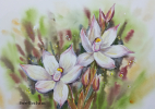 Thelymitra longifolia painting by Sue Graham